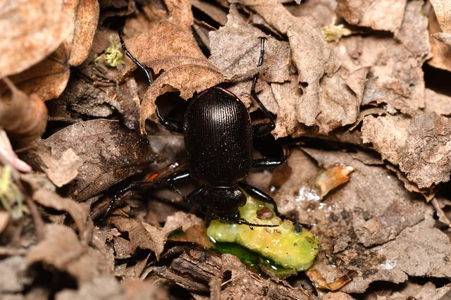 Calosoma inquisitor - kis bábrabló