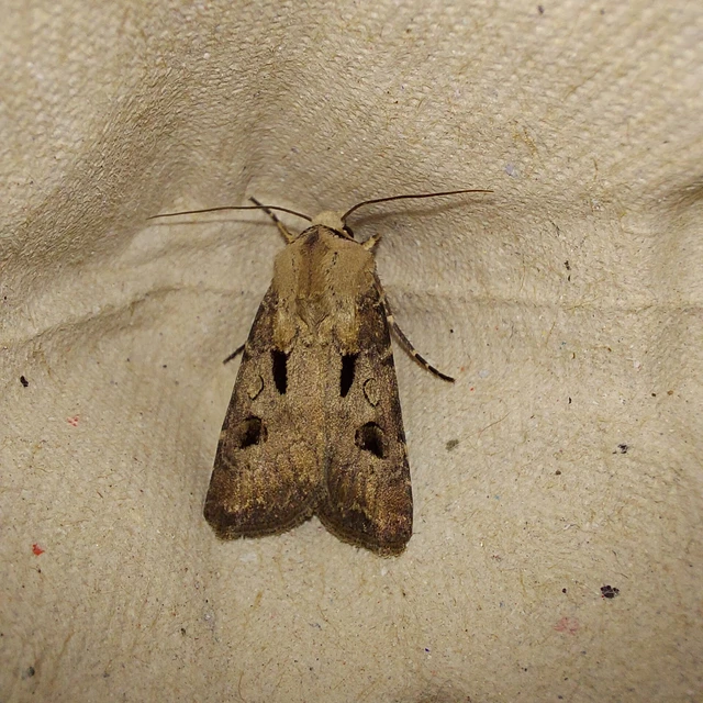 Agrotis exclamationis - felkiáltójeles földibagoly
