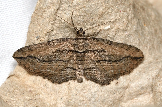 Horisme corticata - barna iszalagaraszoló