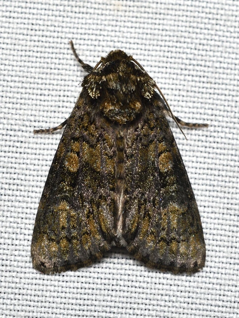 Craniophora ligustri - fagyalbagoly