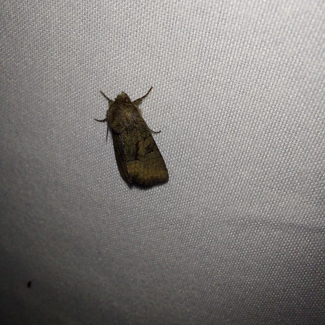 Oligia latruncula - fekete dudvabagoly