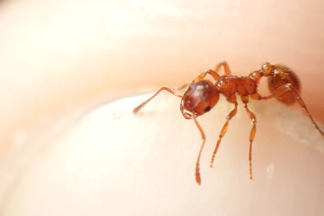 Myrmica rubra - közönséges bütyköshangya