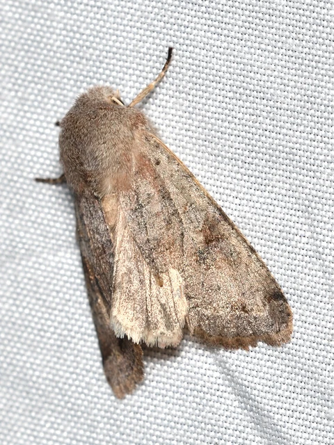 Orthosia incerta - változékony barkabagoly