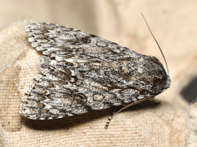 Acronicta aceris - vadgesztenye-szigonyosbagoly