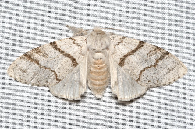 Calliteara pudibunda - hamvasszövő
