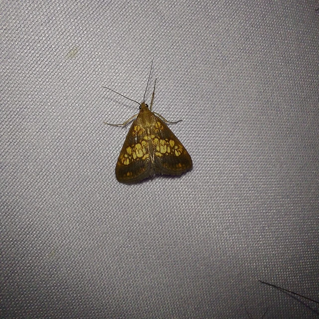 Evergestis politalis - pompás dudvamoly