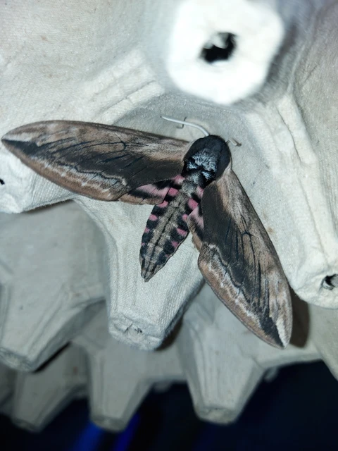 Sphinx ligustri - fagyalszender