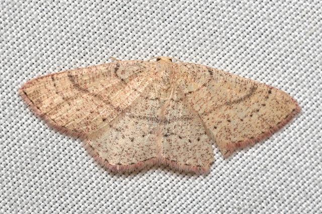 Cyclophora ruficiliaria - vörösrojtú pettyesaraszoló