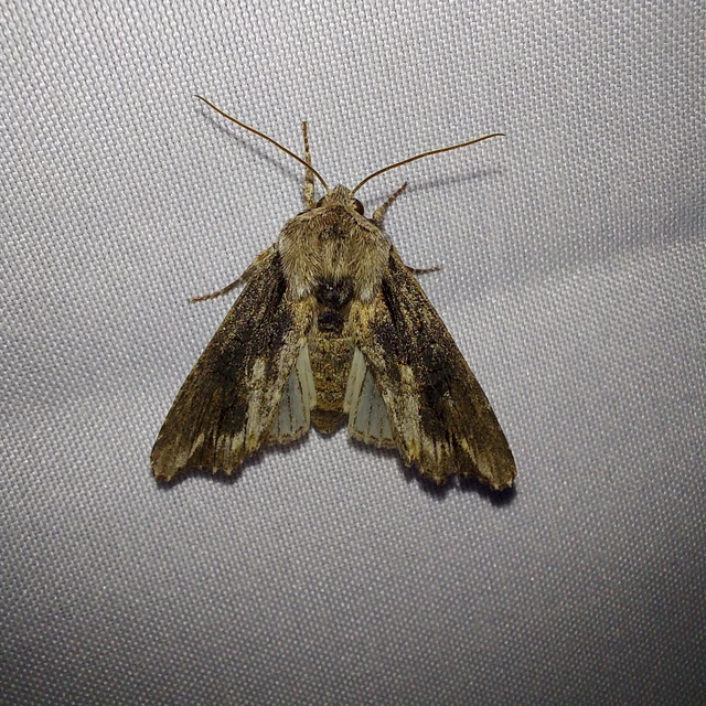 Egira conspicillaris - változékony szürkebagoly