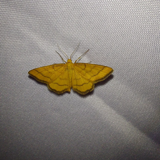 Idaea aureolaria - aranyos sávosaraszoló