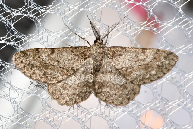 Hypomecis punctinalis - pettyes faaraszoló