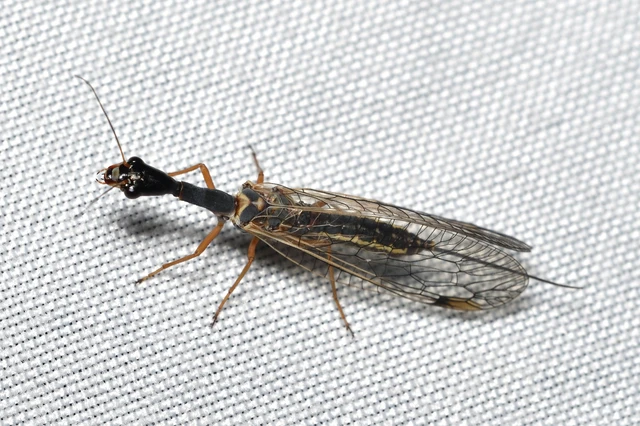 Raphidioptera - Tevenyakú-fátyolkák