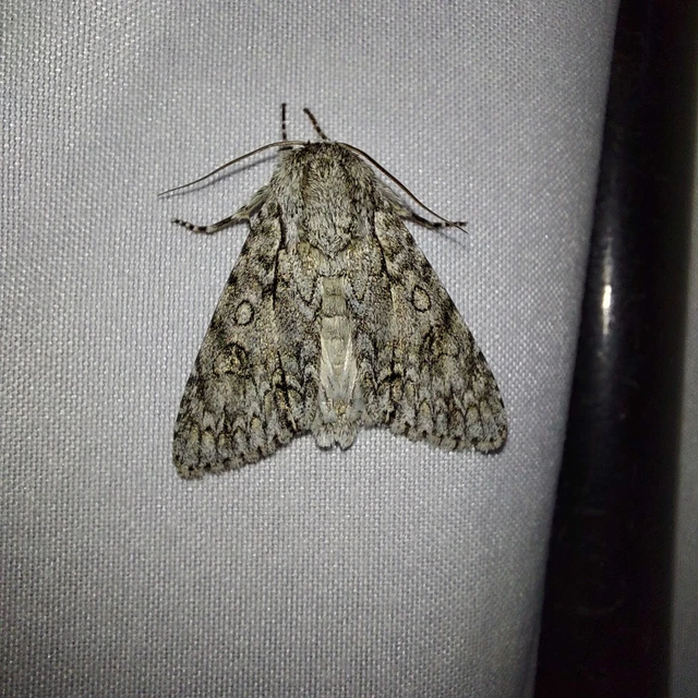 Acronicta aceris - vadgesztenye-szigonyosbagoly