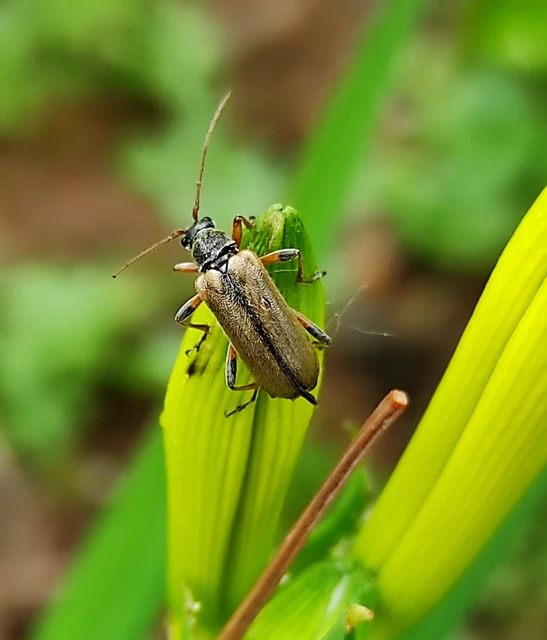 Cortodera humeralis - négyfoltos cserjecincér