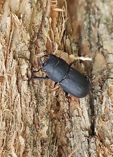 Dorcus parallelipipedus - kis szarvasbogár