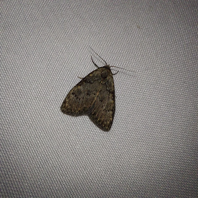Meganola kolbi - szélesszárnyú pamacsosszövő