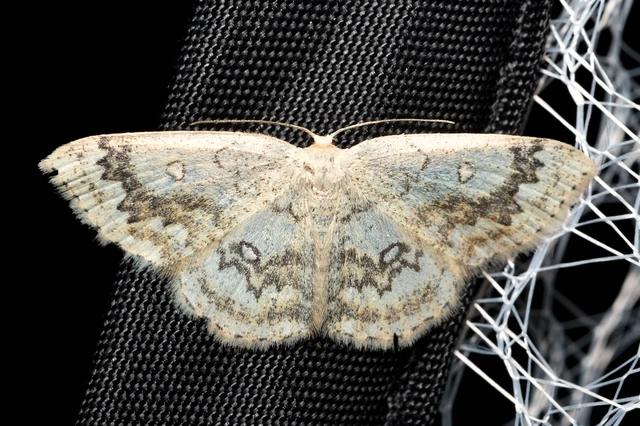 Cyclophora annularia - gyűrűs pettyesaraszoló