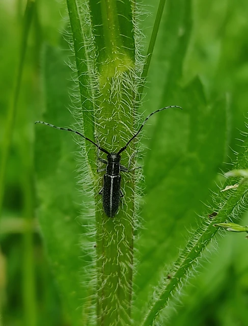 Agapanthia cardui - sávos bogáncscincér