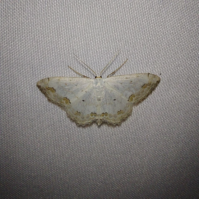 Scopula ornata - díszes fehéraraszoló