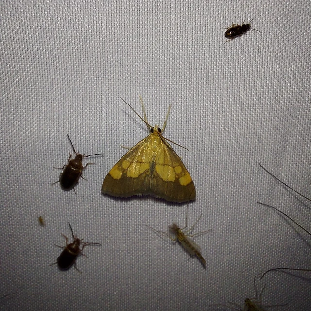 Evergestis limbata - közönséges dudvamoly