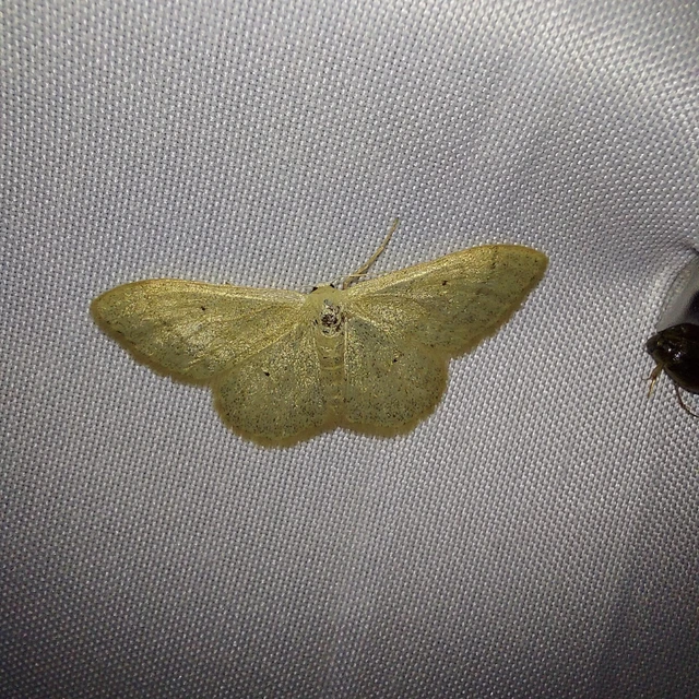 Idaea straminata - szalmasárga sávosaraszoló