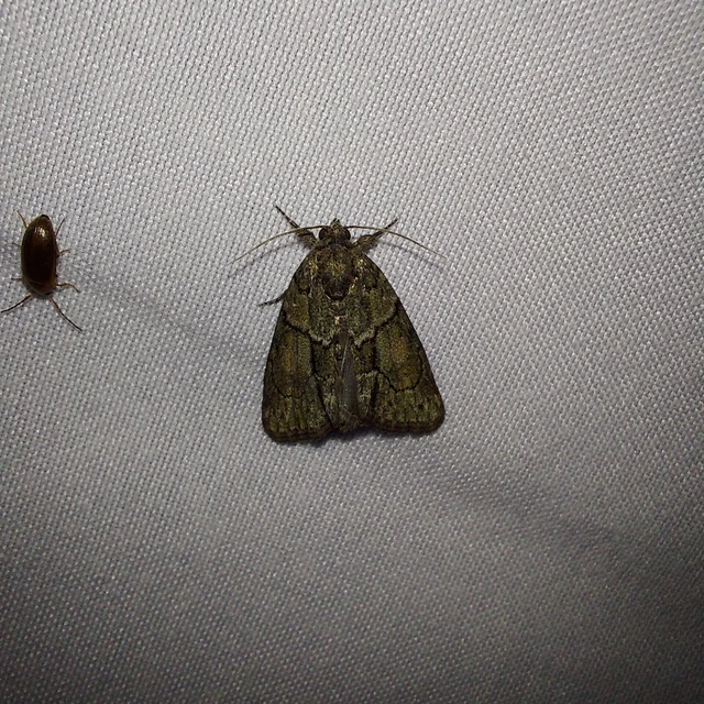 Cryphia fraudatricula - homoki zuzmóbagoly