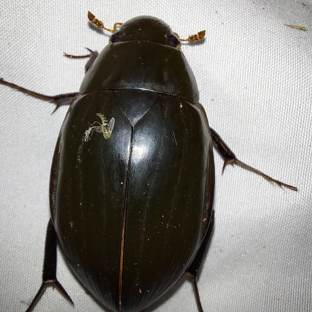 Hydrophilus piceus - közönséges óriáscsibor