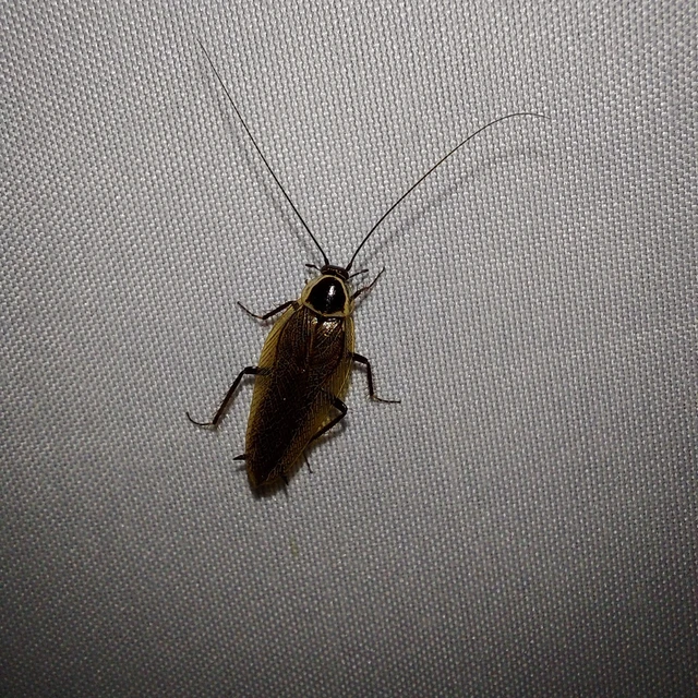 Ectobius Ectobius