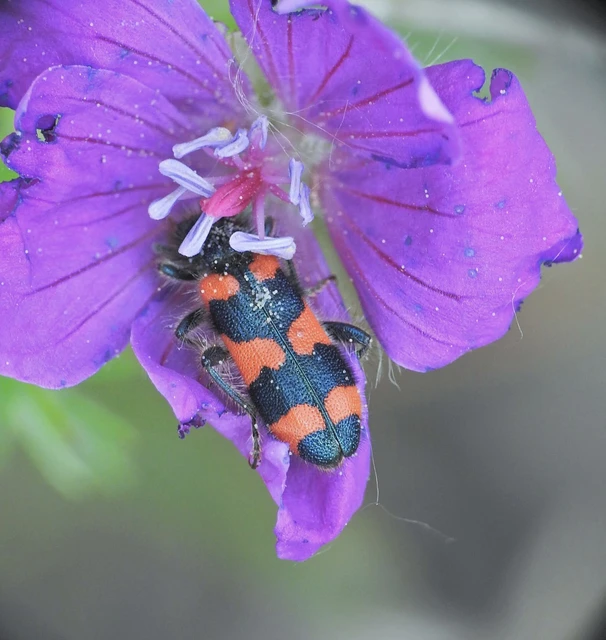 Trichodes favarius - hatfoltos méhészbogár Trichodes favarius - hatfoltos méhészbogár