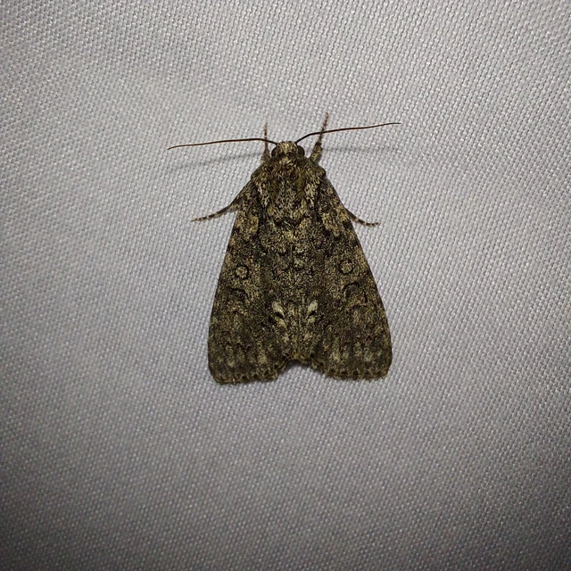 Acronicta rumicis - sóska-szigonyosbagoly Acronicta rumicis - sóska-szigonyosbagoly