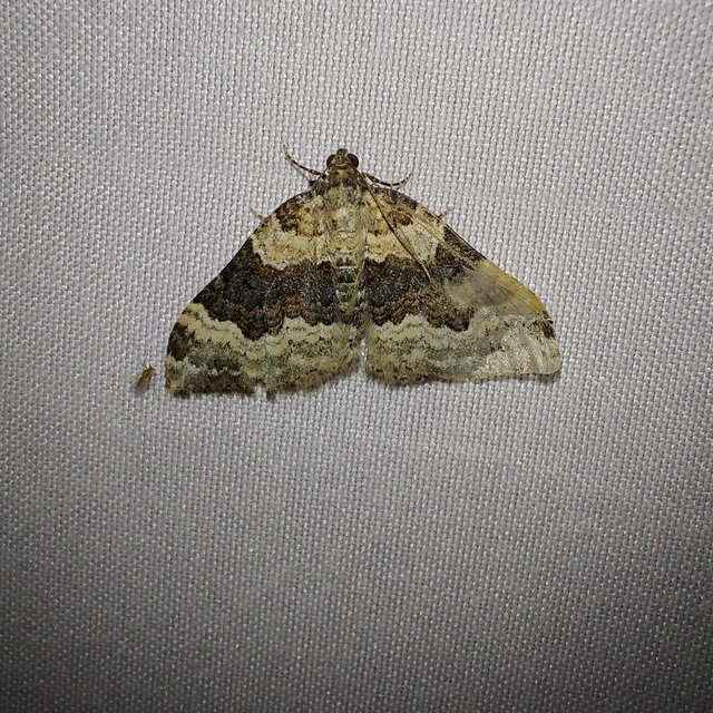 Epirrhoe galiata - sávos galajaraszoló