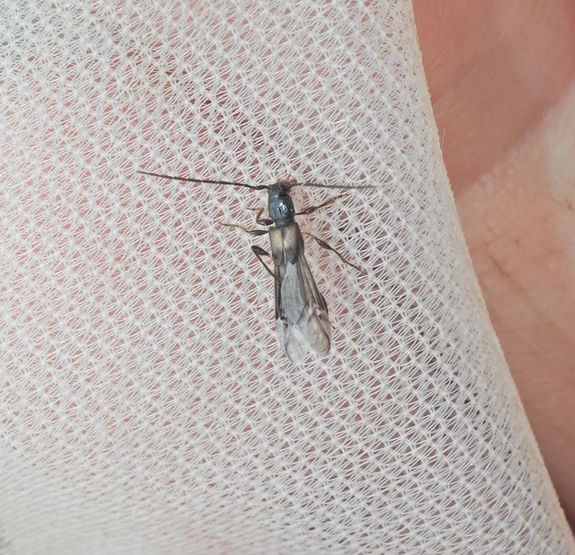 Molorchus umbellatarum - foltoslábú légycincér