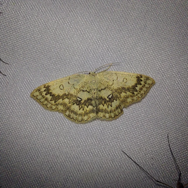 Cyclophora annularia - gyűrűs pettyesaraszoló