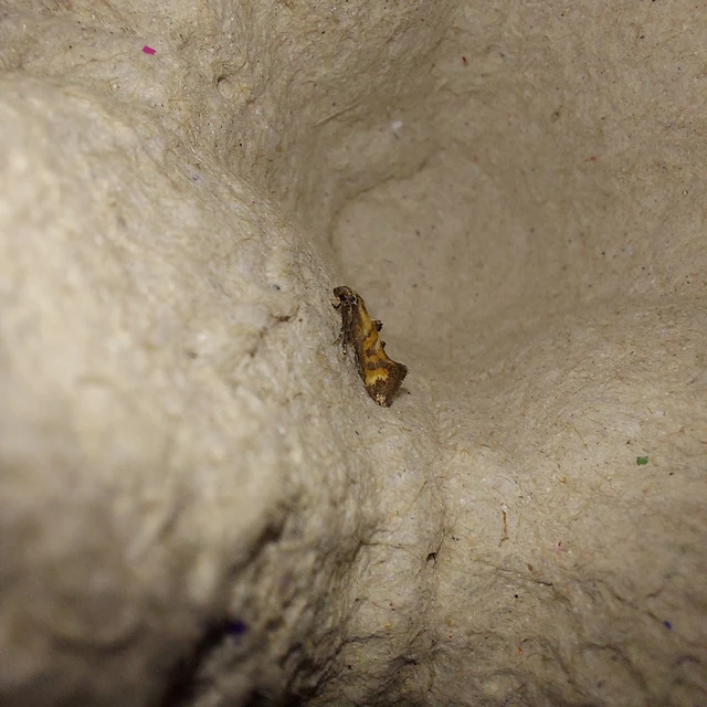 Epermenia pontificella - tarka íveltmoly