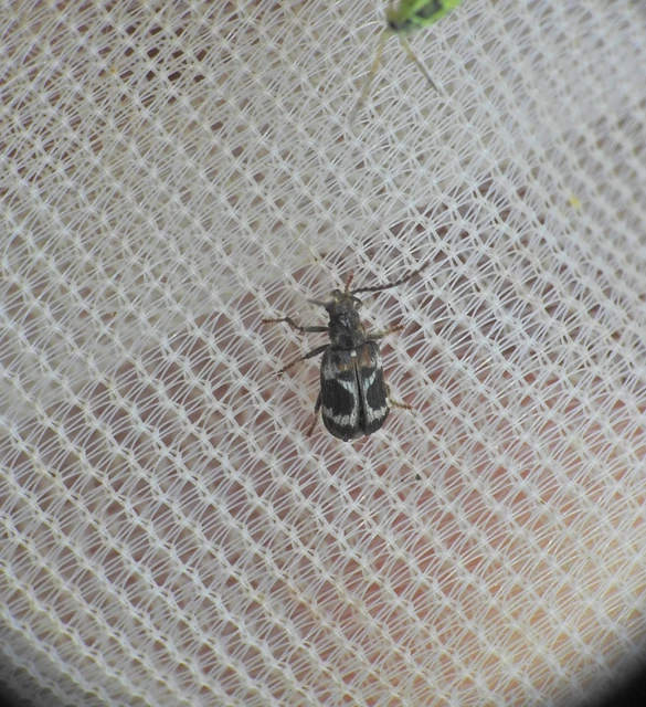 Ptinomorphus regalis - rajzos álszú