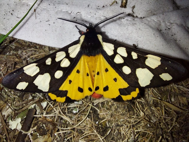 Arctia villica - fekete medvelepke