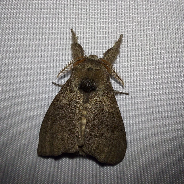 Calliteara pudibunda - hamvasszövő