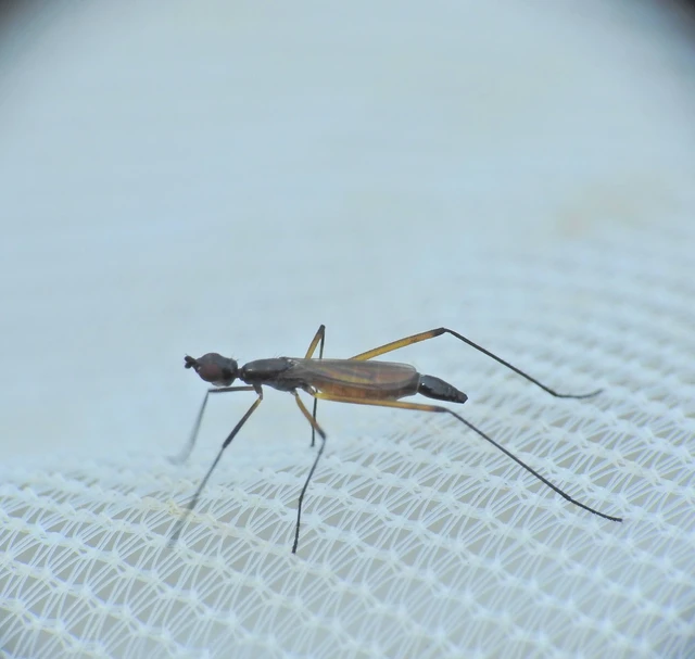 Diptera - Kétszárnyúak