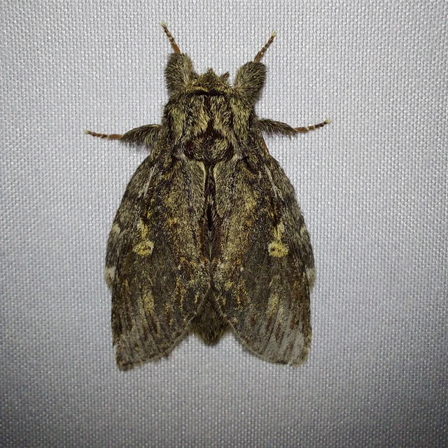 Peridea anceps - füstös púposszövő