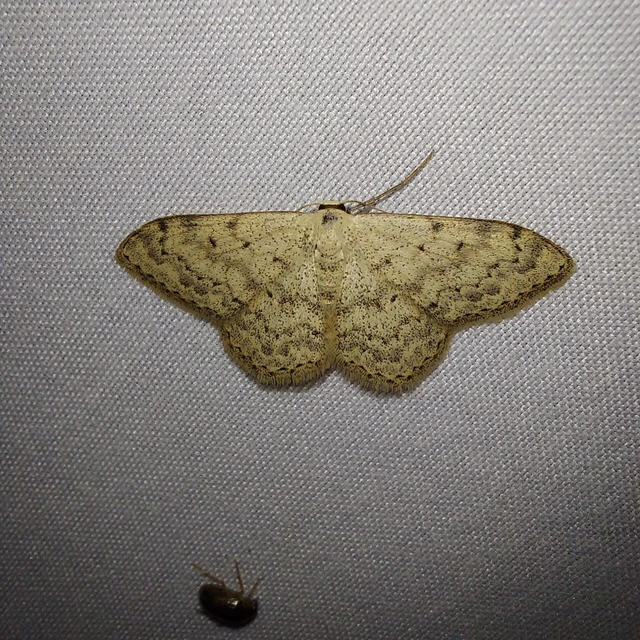 Scopula marginepunctata - pettyes sávosaraszoló