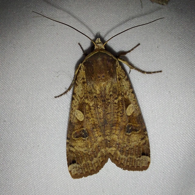 Noctua pronuba - nagy sárgafűbagoly