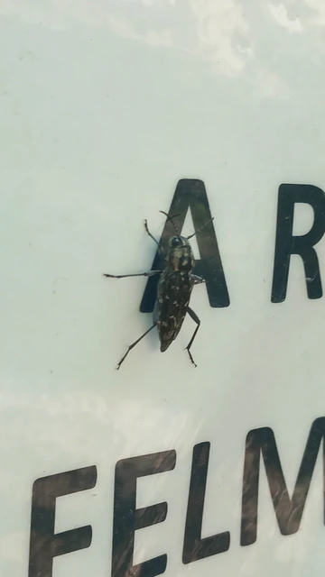 Xylotrechus rusticus - egérszínű darázscincér Xylotrechus rusticus - egérszínű darázscincér