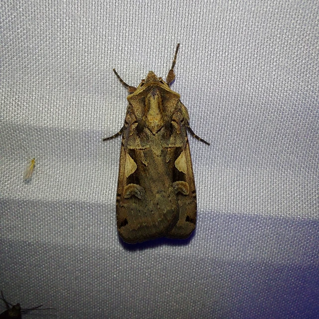 Xestia c-nigrum - c-betűs fűbagoly