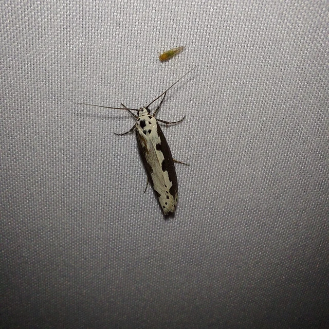 Ethmia bipunctella - kétpettyes feketemoly