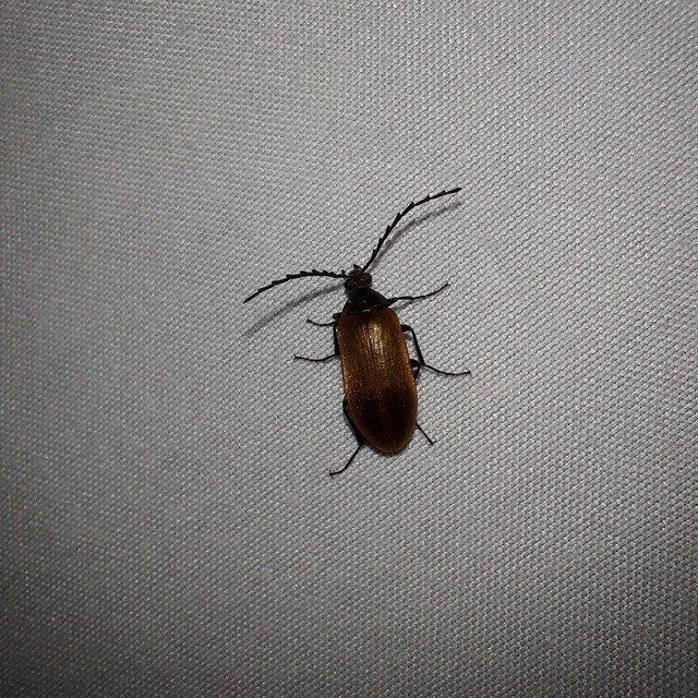 Pseudocistela ceramboides - narancssárga alkonybogár