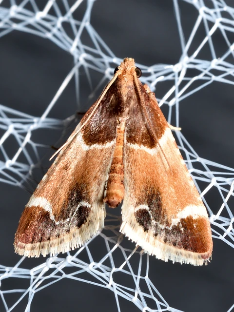 Pyralis farinalis - lisztilonca