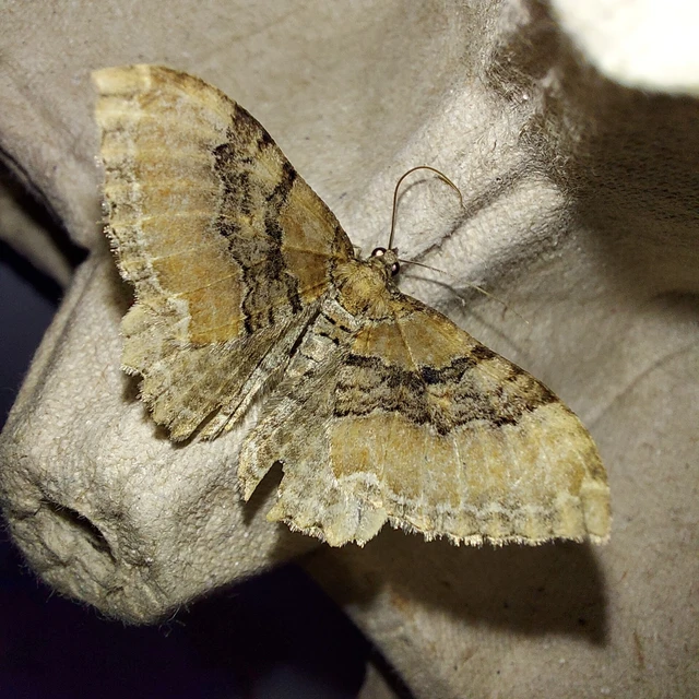 Hydria cervinalis - őzbarna araszoló