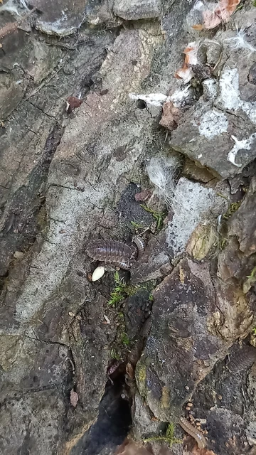 Isopoda - Ászkarákok