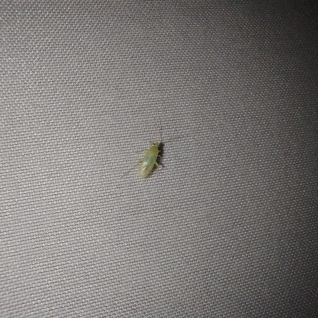 Orthotylus