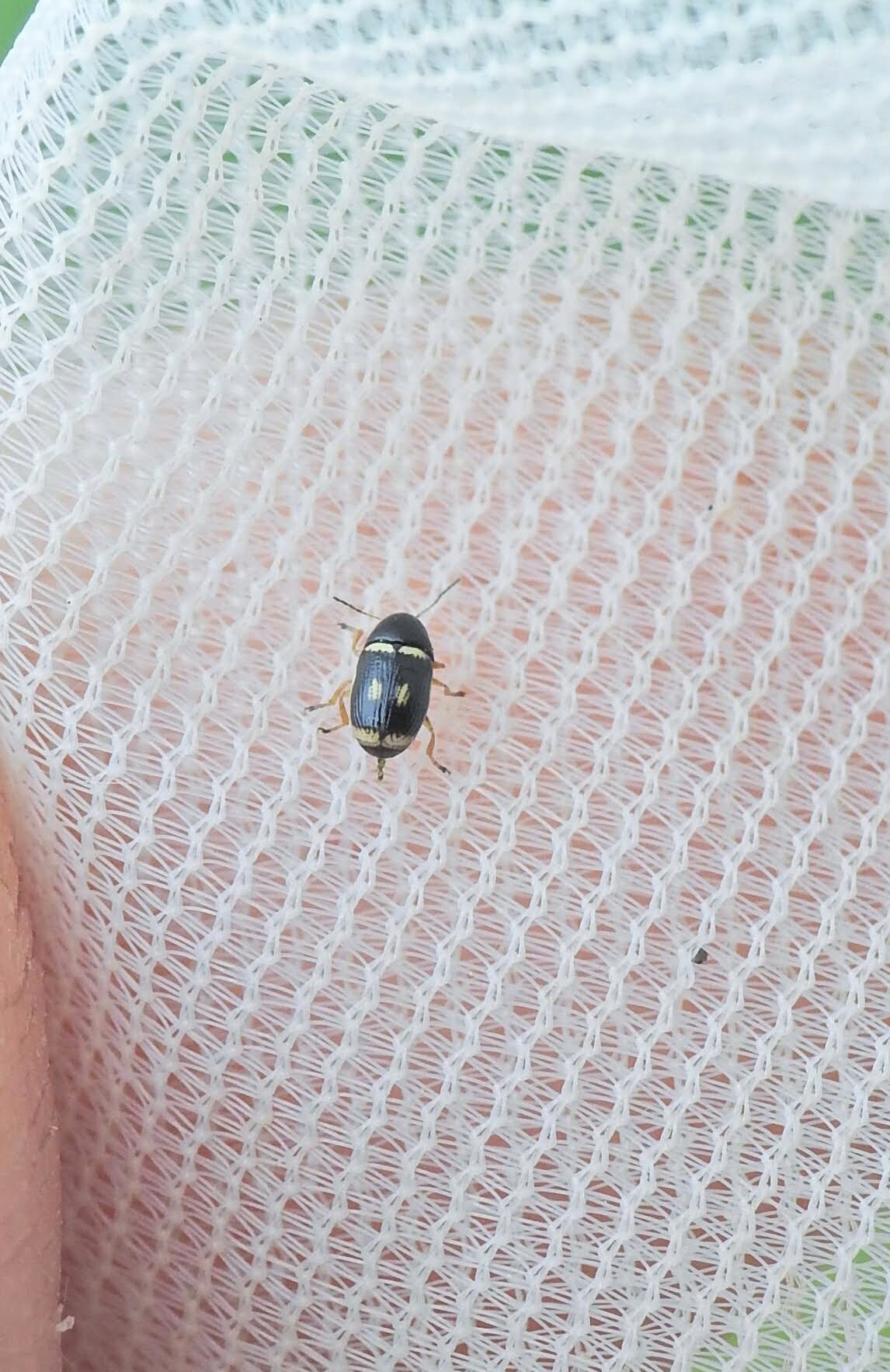 Cryptocephalus elegantulus - sárgaszegélyű zömökbogár